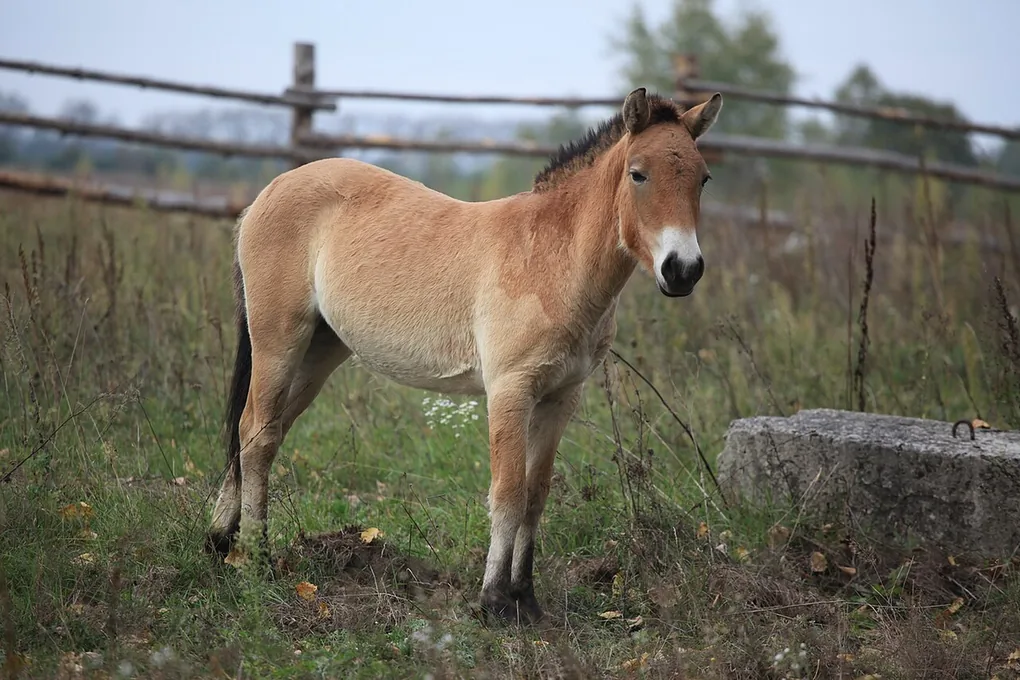 A stocky sandy brown Przewalski's horse with a short upright dark mane standing on grass