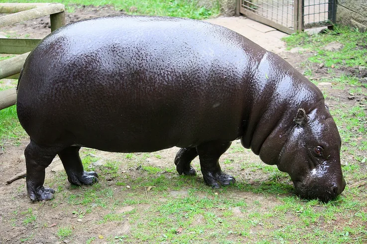 A pygmy hippopotamus with shiny dark skin standing on the ground