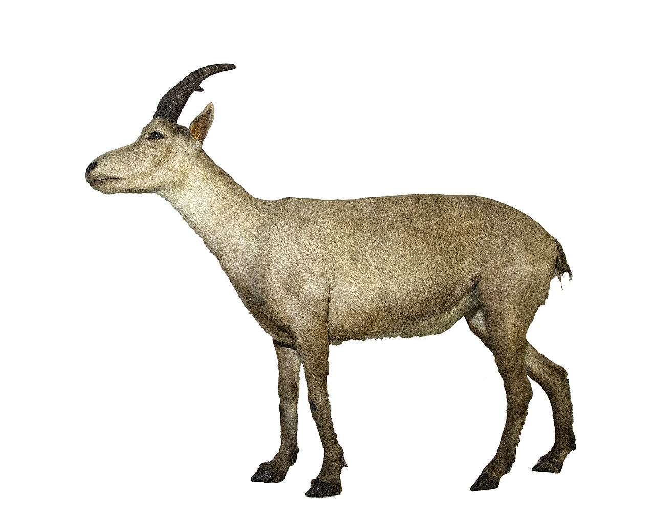 Taxidermy of a Pyrenean ibex standing in profile against a white background