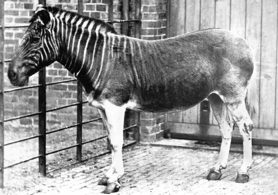 Nineteenth-century photograph of a quagga mare at the London Zoo
