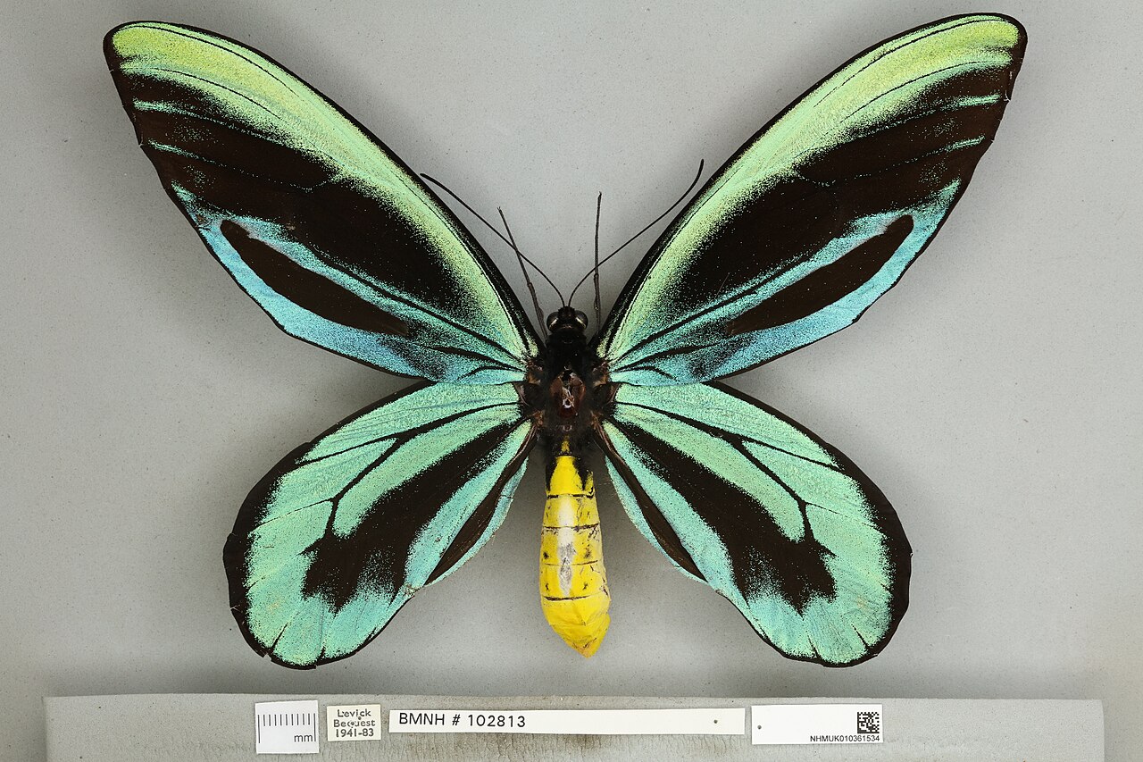 A pinned male Queen Alexandra’s birdwing, green-and-black wings spread, Natural History Museum specimen