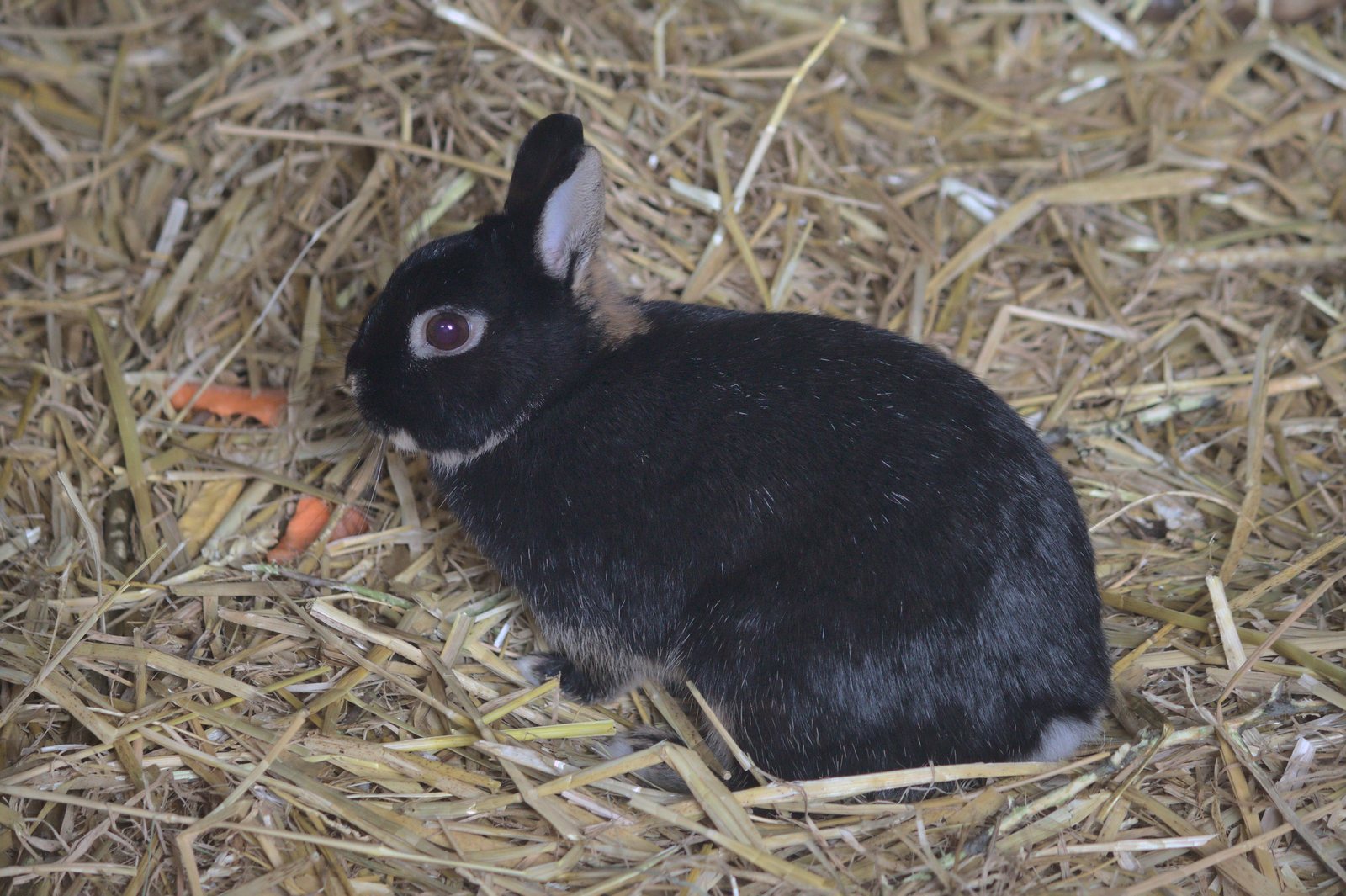 A black domestic rabbit on straw at the Hirschstetten flower gardens in Vienna, Austria.