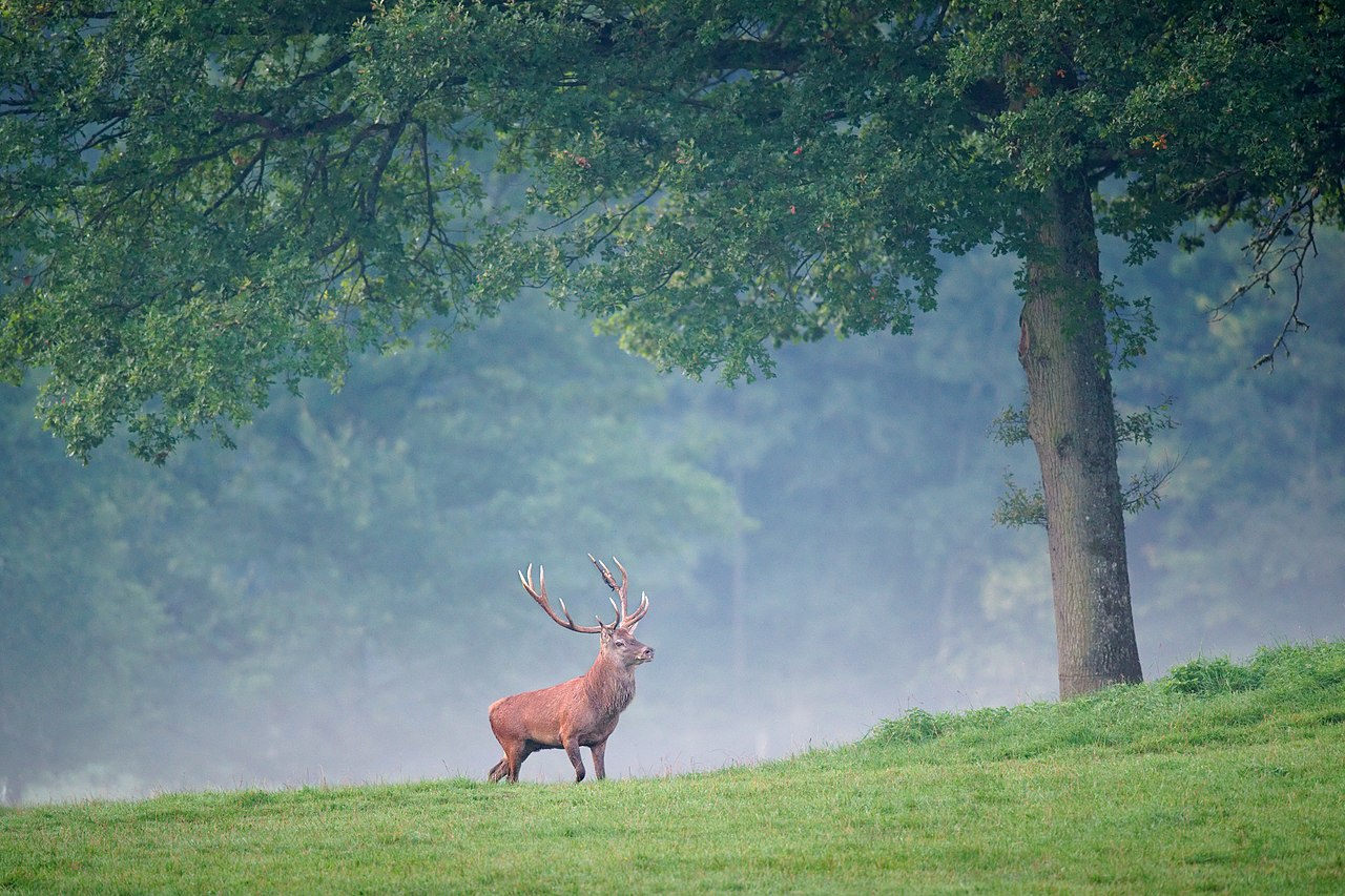A red deer stag with large antlers standing in a forest clearing