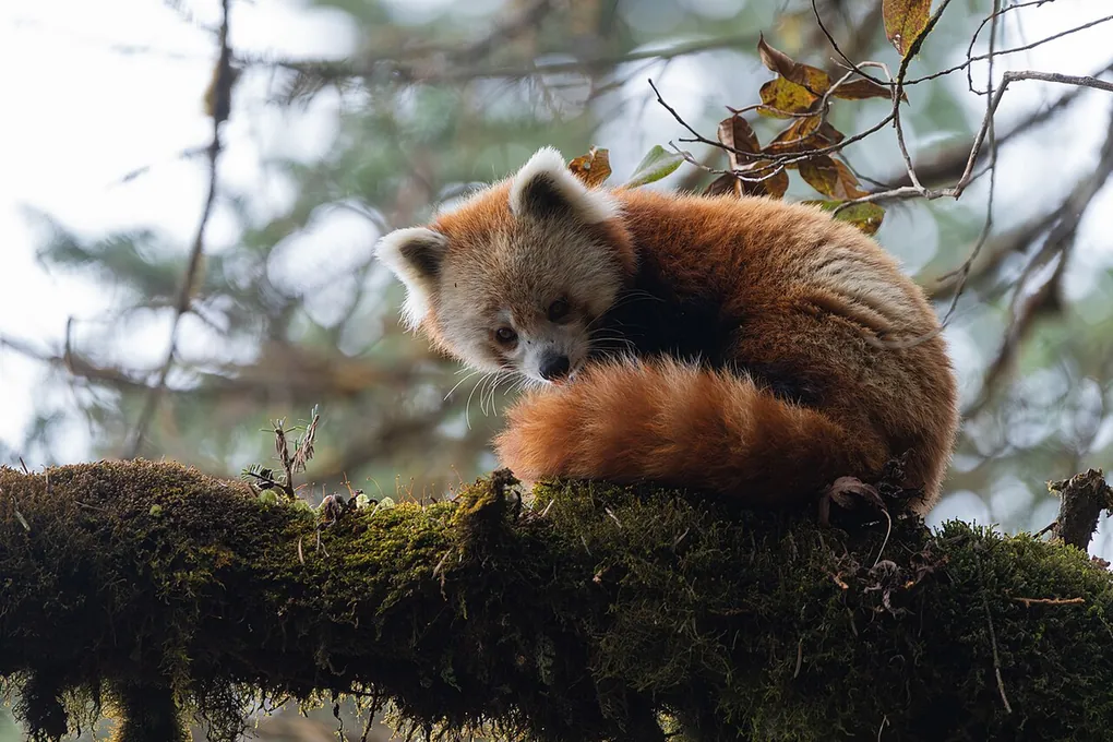 A red panda with rusty fur and a ringed tail on a branch