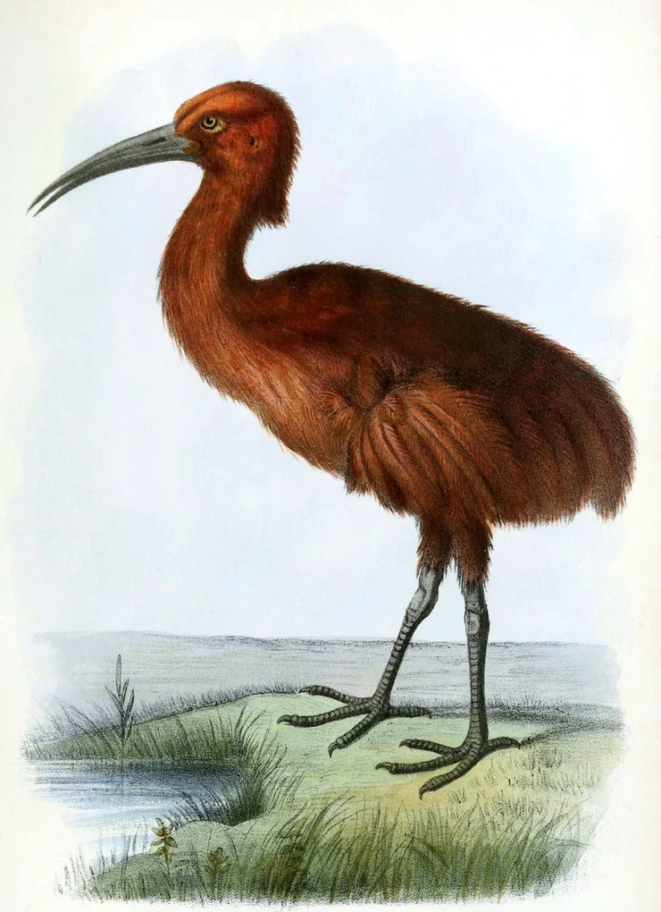 Old colour plate of a red rail, a reddish brown flightless bird with a long curved bill