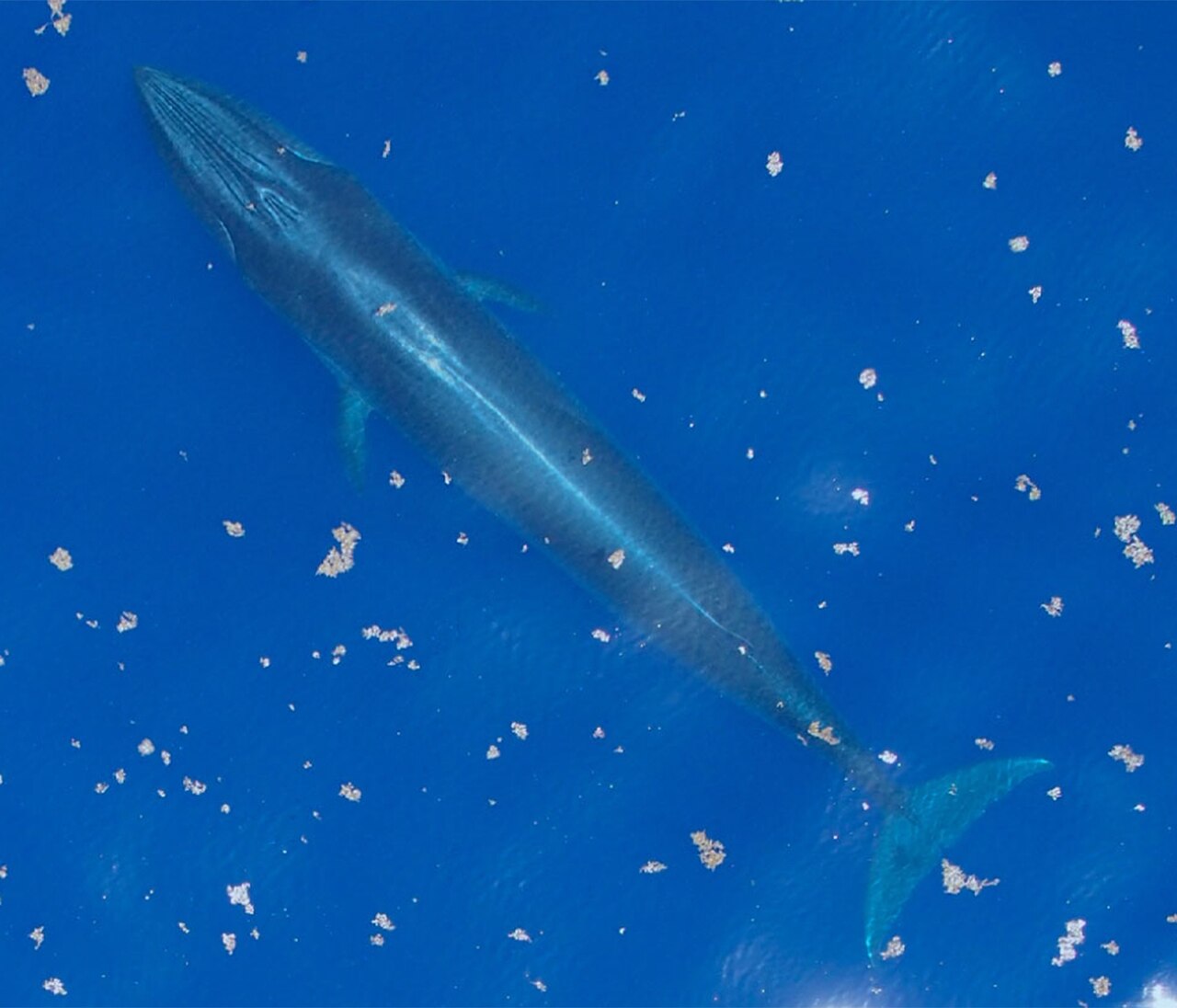 A Rice’s whale at the surface in the Gulf of Mexico, photographed by NOAA