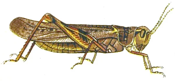 Old engraving of a grasshopper with long wings, seen from the side