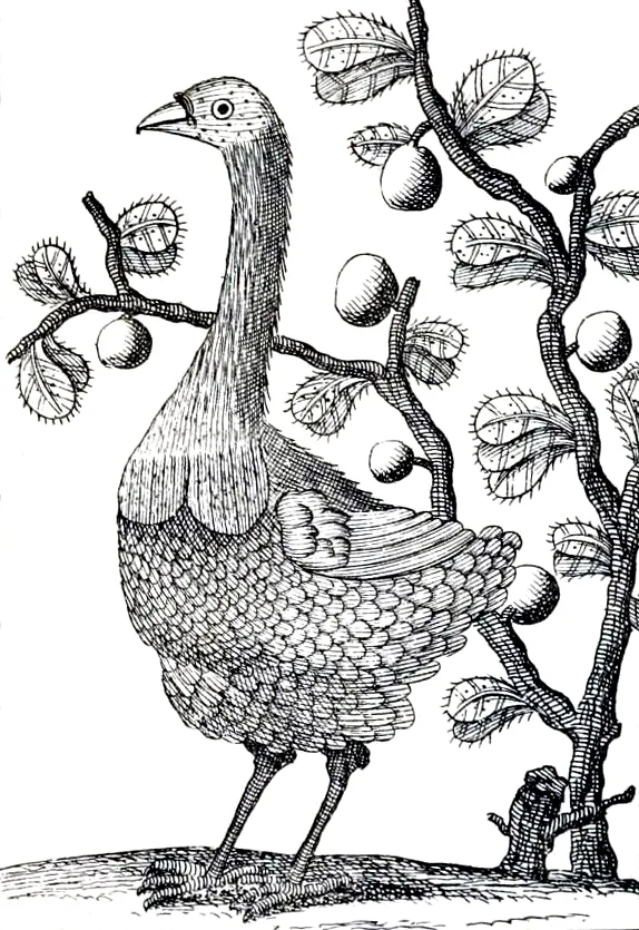 Old black and white engraving of a Rodrigues solitaire standing beside a fruiting tree