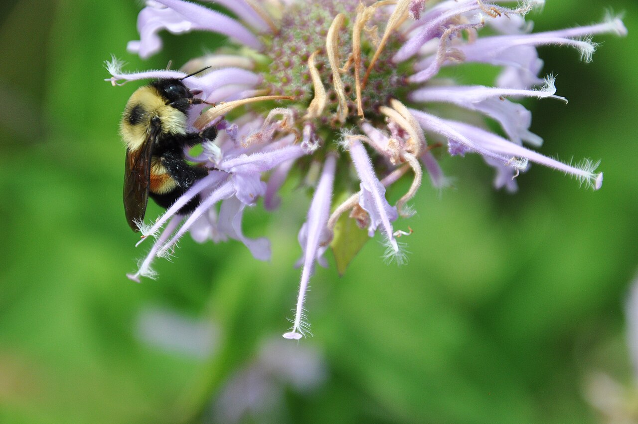 A rusty patched bumble bee on purple wild bergamot, rusty abdominal patch showing