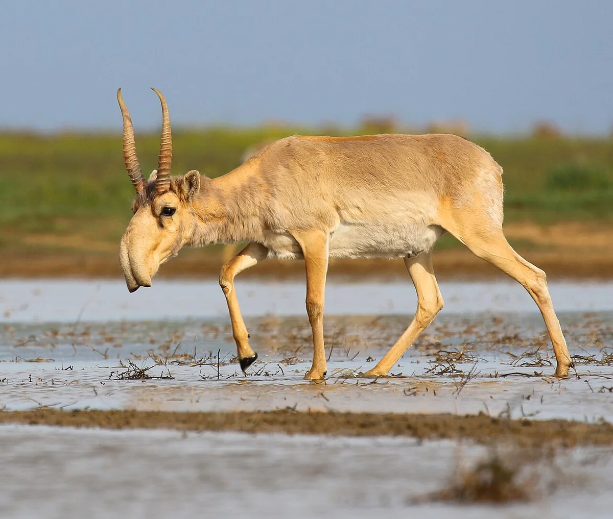 A saiga antelope with a large drooping nose standing in dry steppe grass