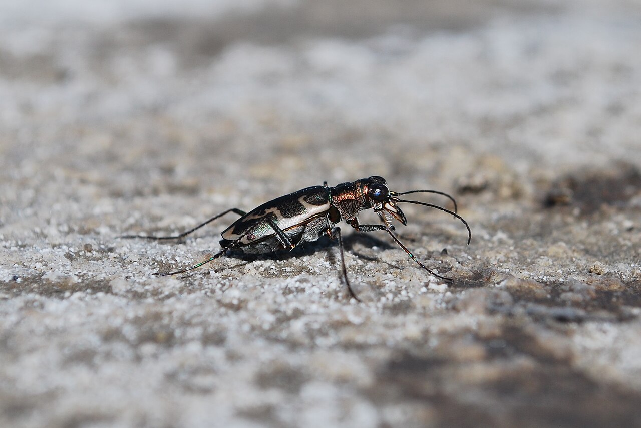 A Salt Creek tiger beetle, metallic green-bronze, on pale saline mud