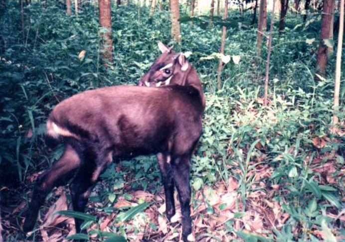 A saola standing in dense Annamite forest, looking back toward the camera