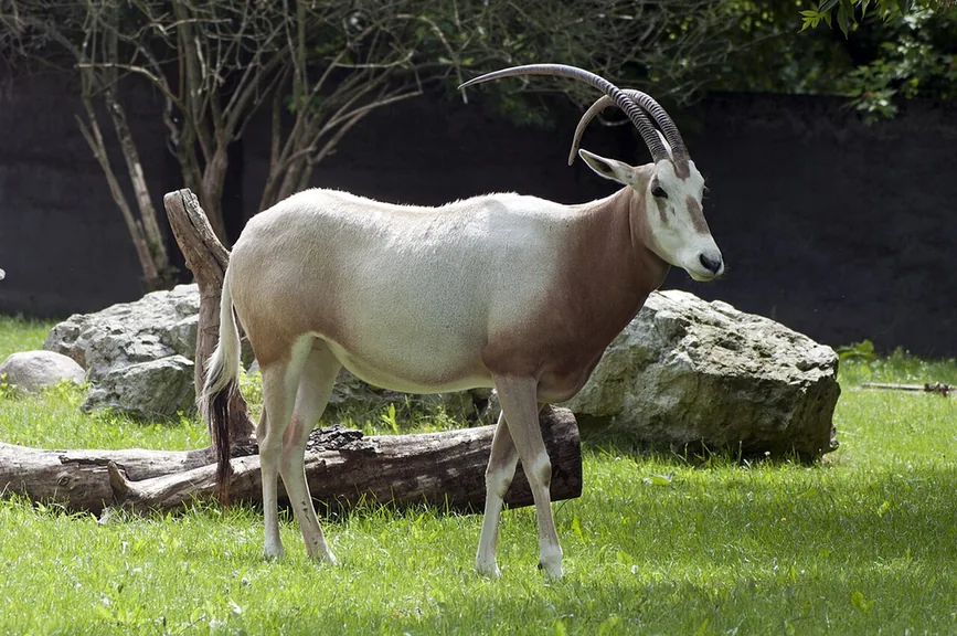 A white scimitar oryx with a reddish brown neck and long backward curving horns