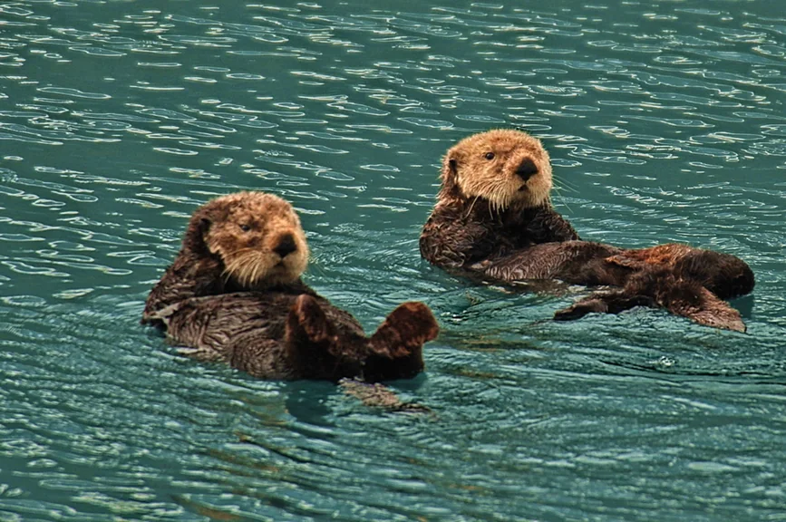 Two sea otters floating on their backs in calm water