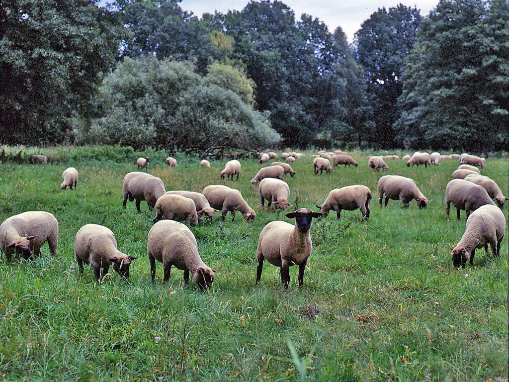 A domestic sheep standing in grass, facing the camera