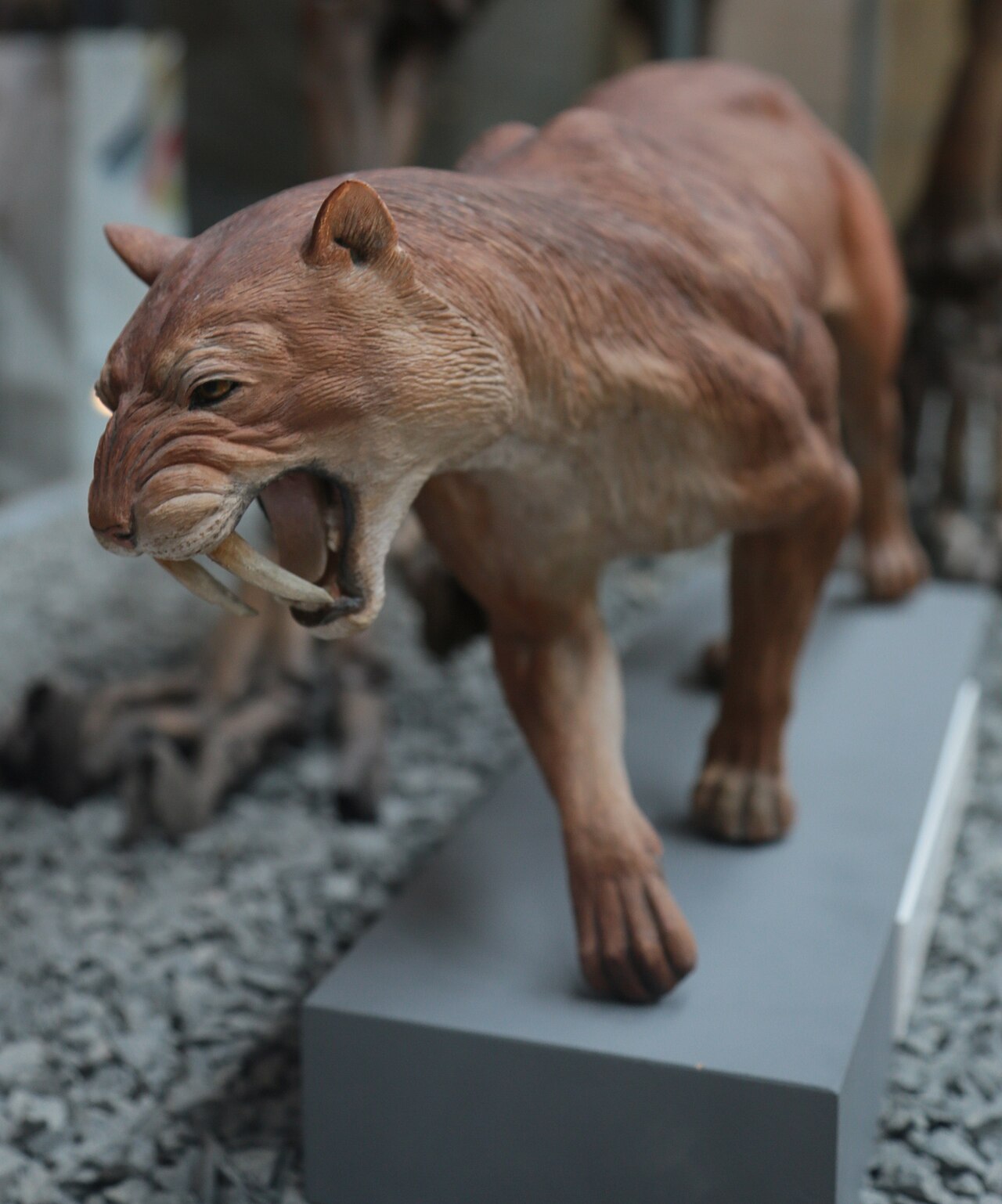 Life-size museum reconstruction of a Smilodon fatalis standing in a gallery