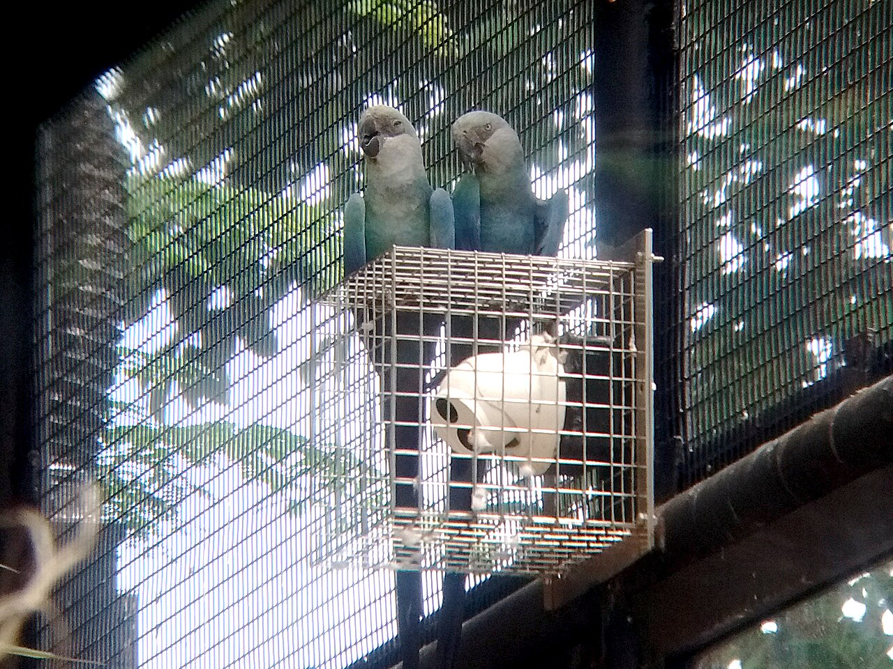 Two blue Spix’s macaws perched on aviary mesh in a conservation facility