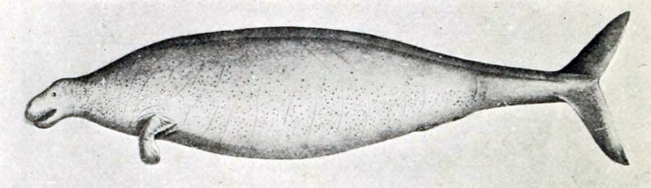 Nineteenth-century scientific illustration of a Steller’s sea cow in side view