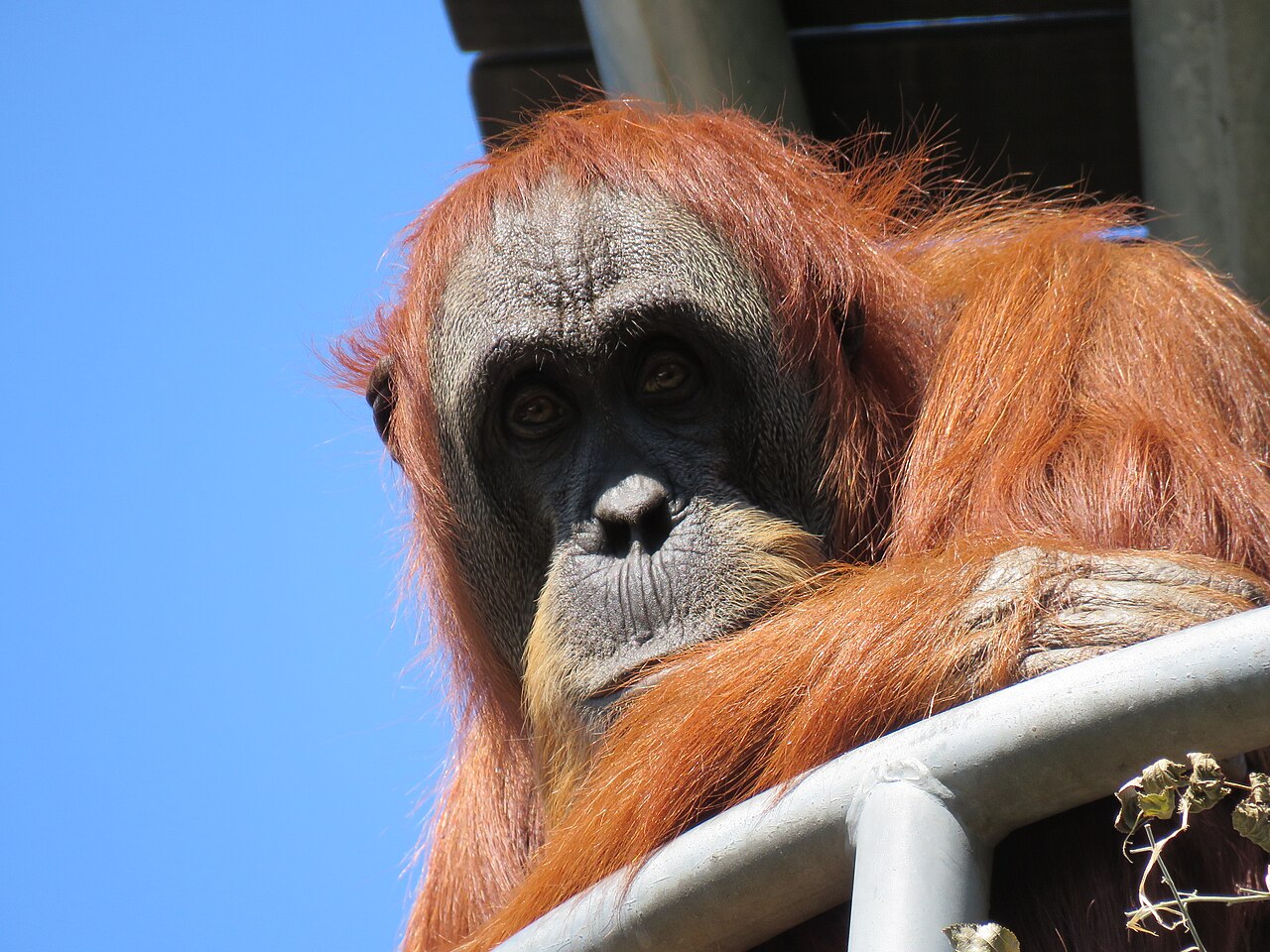 A Sumatran orangutan sitting in the fork of a tree