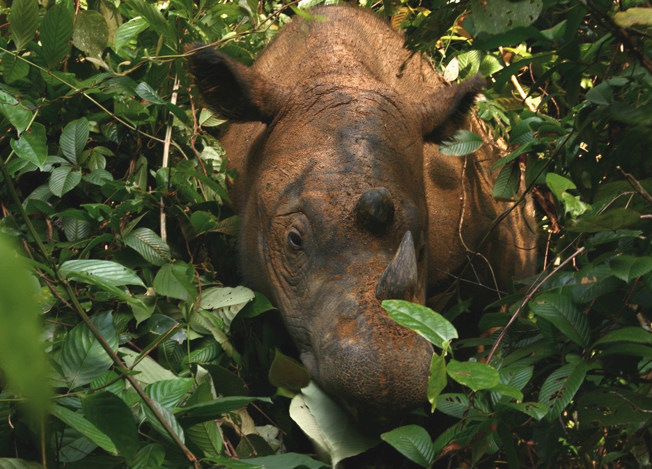 A Sumatran rhinoceros looking out from dense rainforest leaves