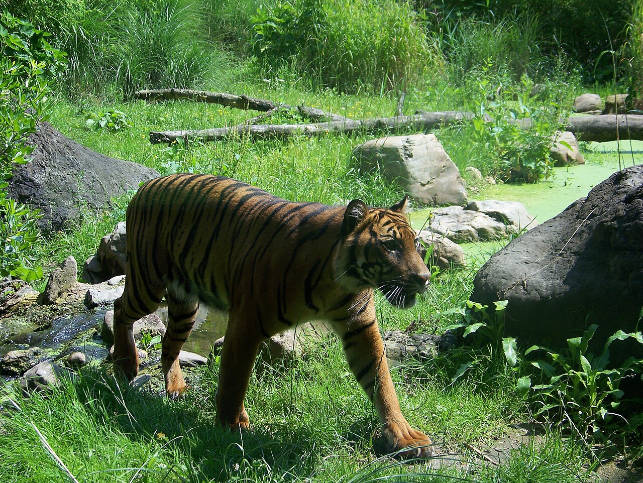A Sumatran tiger walking, showing a dense orange coat and many black stripes