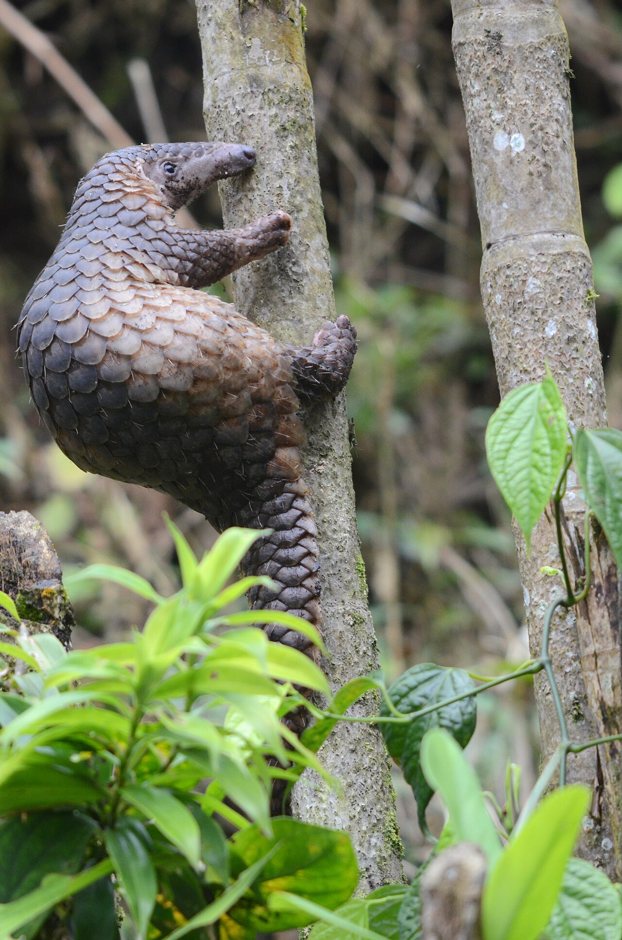 A Sunda pangolin climbing, showing a long prehensile scaled tail