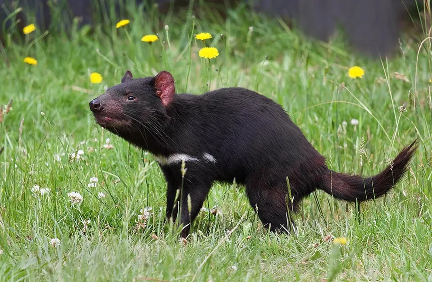 A Tasmanian devil with black fur and a white chest mark
