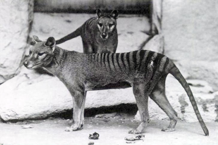 Historical photograph of two thylacines in a stone enclosure