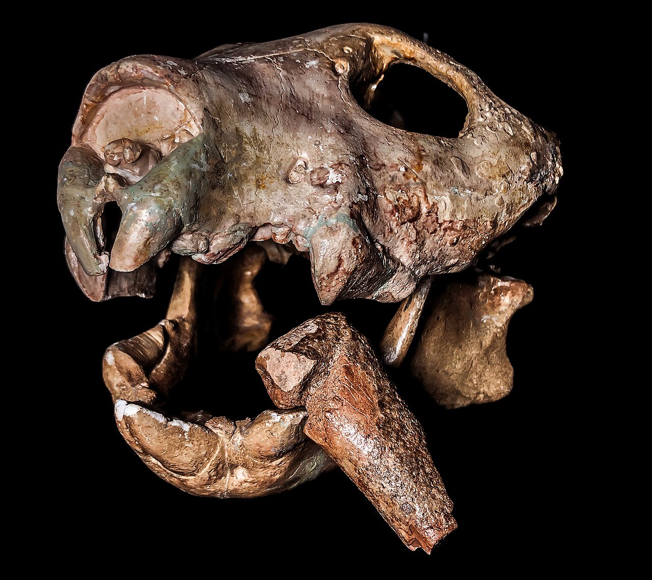 Fossil skull of a marsupial lion showing the huge slicing premolars