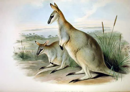 Old colour plate by John Gould of two toolache wallabies, slender grey kangaroos with banded tails
