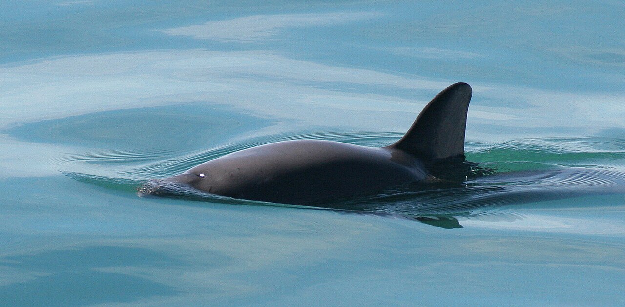 A vaquita porpoise surfacing, showing its dark back and triangular dorsal fin