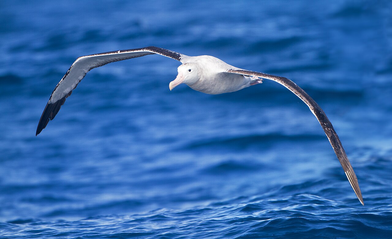 A wandering albatross in flight low over deep blue water east of the Tasman Peninsula, Tasmania, Australia.