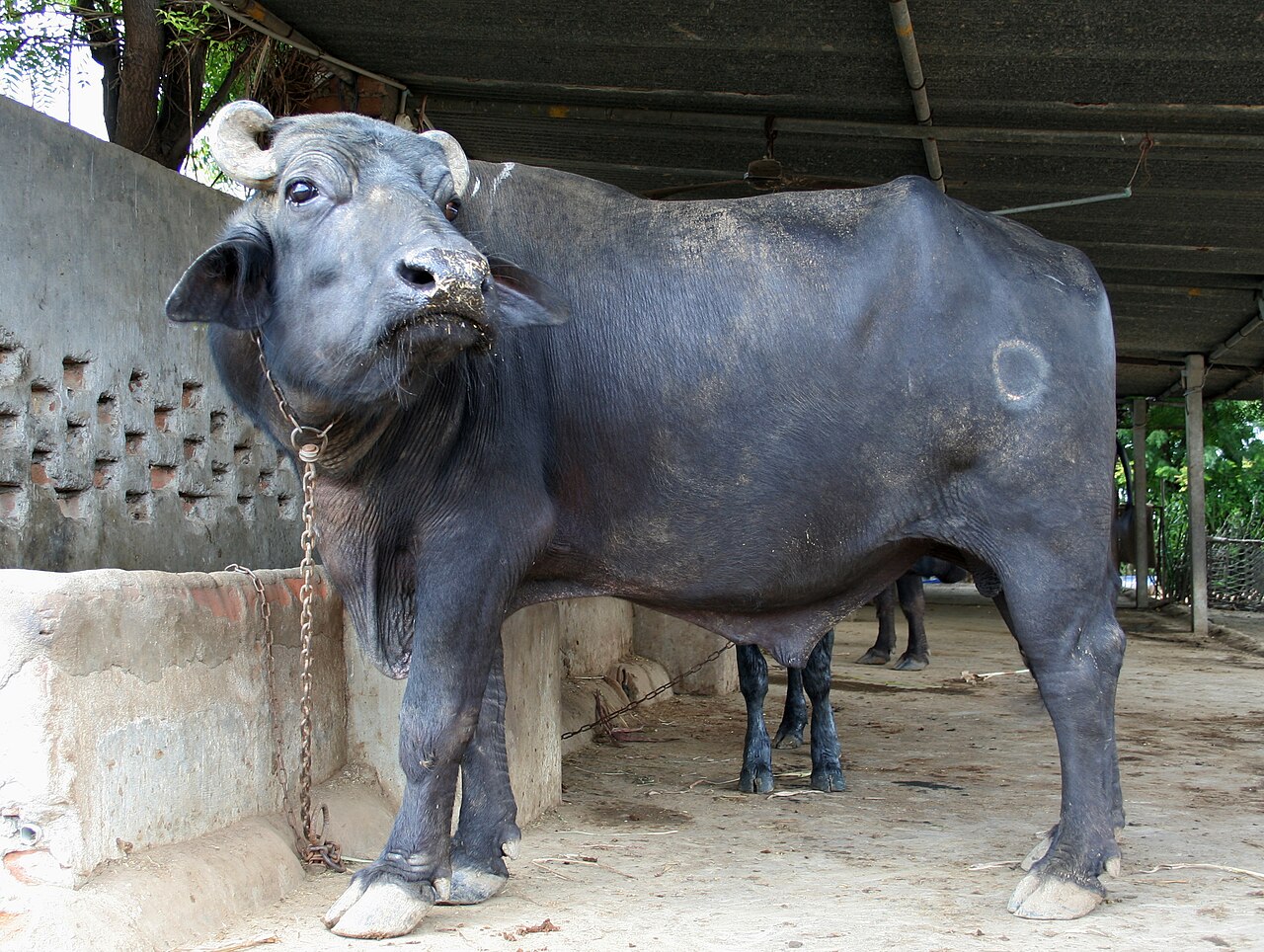 A domestic water buffalo bull near Mehsana, Gujarat, India