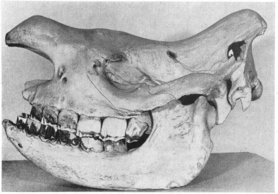 Museum photograph of a western black rhinoceros skull in side view