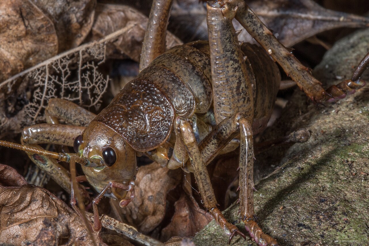 A wetapunga, a large flightless wētā, on a green leaf
