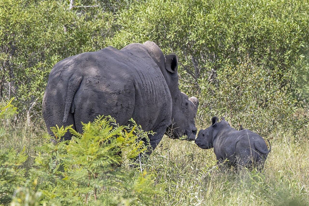 A southern white rhinoceros and calf grazing, wide square lip showing