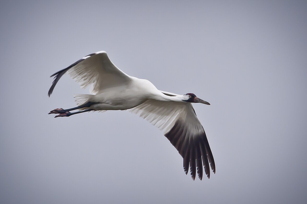 A whooping crane in flight over Texas, with white body, black wingtips and a red crown against a pale sky.