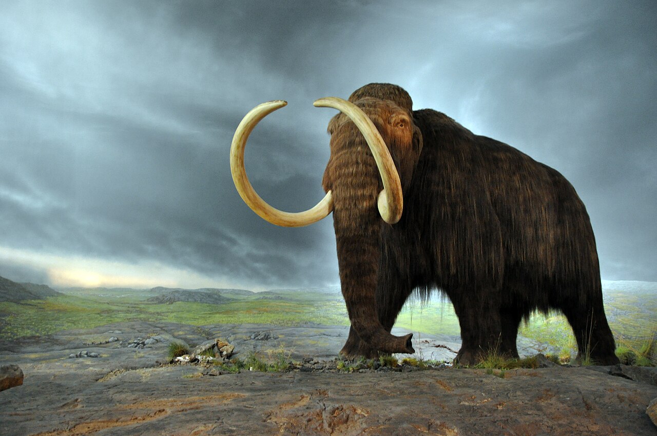 A life-size woolly mammoth reconstruction in a museum gallery