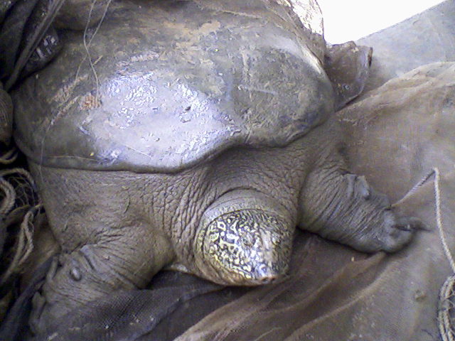A Yangtze giant softshell turtle with a mottled head and leathery shell, photographed at Dong Mo Lake